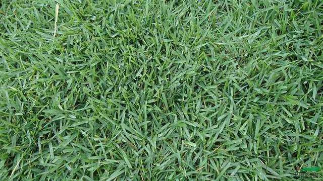 優(yōu)質草坪草——結縷草經濟價值與播種技術 優(yōu)質草坪草——結縷草經濟價值與播種技術