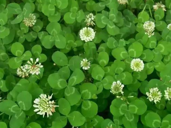  牧草種子種植養豬--- 白三葉