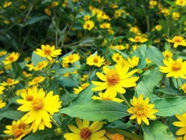 串葉松香草牧草——養畜禽種牧草選對品種很重要 串葉松香草牧草——養畜禽種牧草選對品種很重要