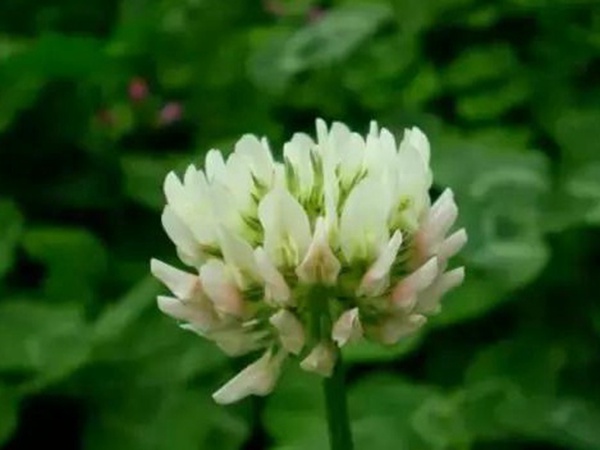 十種優質牧草及其栽培技術與方法 十種優質牧草及其栽培技術與方法