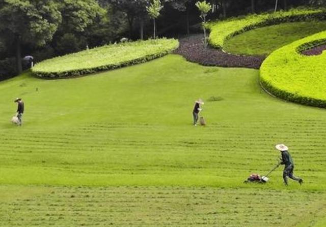 野牛草種植技術以及養護管理方法有哪些 野牛草種植技術以及養護管理方法有哪些
