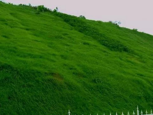 狗牙根種子播種方法以及種植技術 狗牙根種子播種方法以及種植技術