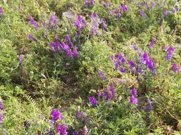 十種優質牧草及其栽培技術與方法 十種優質牧草及其栽培技術與方法