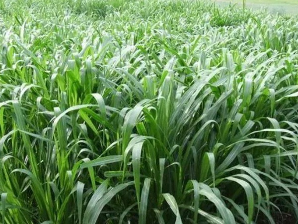 養(yǎng)魚種什么草種好?皇竹草喂草魚效果好,有什么方法 養(yǎng)魚種什么草種好?皇竹草喂草魚效果好,有什么方法