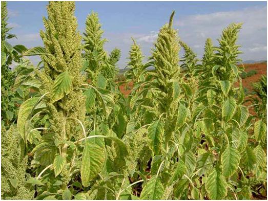 優(yōu)質(zhì)牧草——籽粒莧栽培管理技術(shù)與播種方法 優(yōu)質(zhì)牧草——籽粒莧栽培管理技術(shù)與播種方法