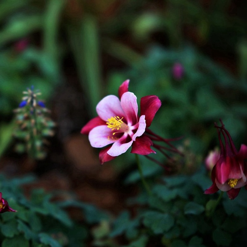 大花耬斗菜 大花耬斗菜