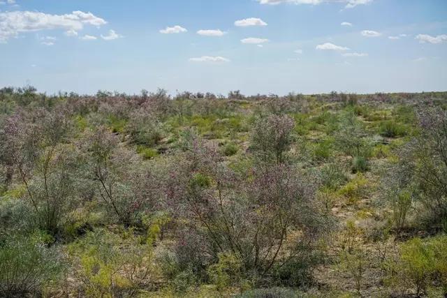 那十七公里的如此美的花棒到底是什么