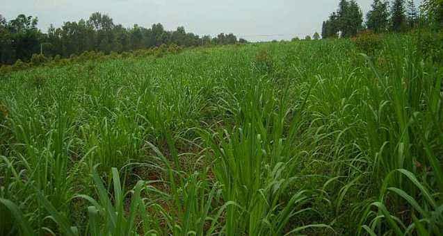 優質牧草墨西哥玉米草適合在哪里種植比較好 優質牧草墨西哥玉米草適合在哪里種植比較好