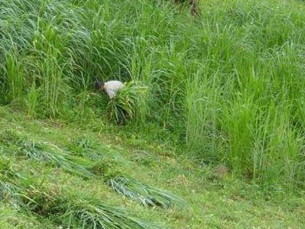 養(yǎng)殖用牧草種子播種量和播種技術是什么 養(yǎng)殖用牧草種子播種量和播種技術是什么