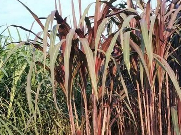 象草是一種高價值的飼料，種植栽培方法是什么
