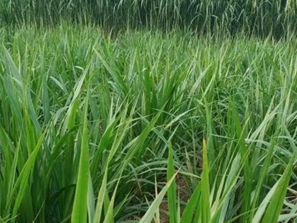 皇竹草種植經濟效益是什么？有什么作用？