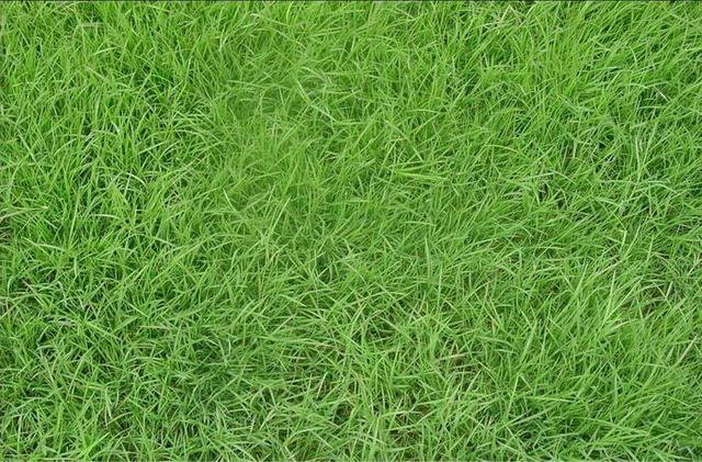 百慕大草坪經(jīng)濟價值以及播種管理技術(shù)