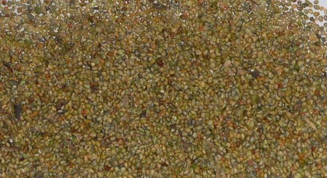 豬屎豆種植技術(shù)說明,什么時候種植最佳? 豬屎豆種植技術(shù)說明,什么時候種植最佳?