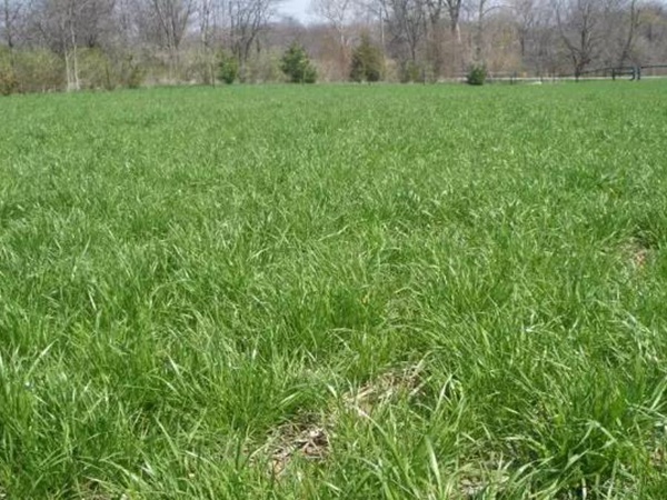 超越冬一年生黑麥草—冬鷹（Winter Hawk）耐寒能力強