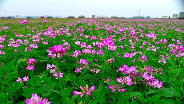 紫云英觀賞性價值高,作為飼料也有獨特的特點 紫云英觀賞性價值高,作為飼料也有獨特的特點