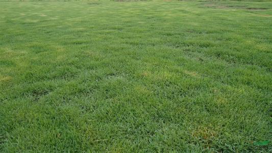 結縷草草坪草的經濟價值及其種植管理技術 結縷草草坪草的經濟價值及其種植管理技術