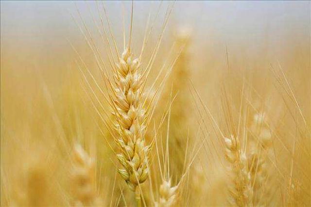 大麥的種植方法與田間管理技術(shù)‖病蟲害防治有哪些 大麥的種植方法與田間管理技術(shù)‖病蟲害防治有哪些