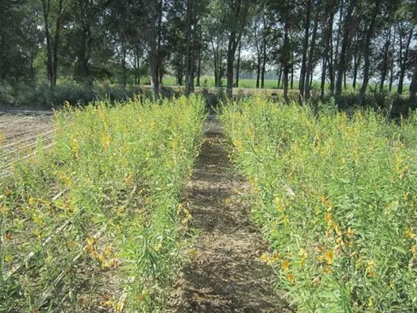 豬屎豆栽培技術(shù)與管理應(yīng)用方法 豬屎豆栽培技術(shù)與管理應(yīng)用方法