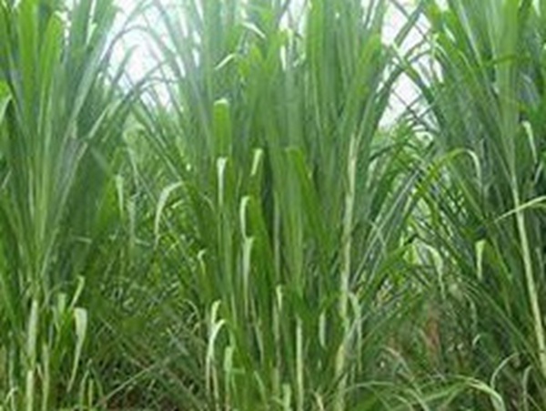 牧草要怎么種植比較好，有什么好的方法？