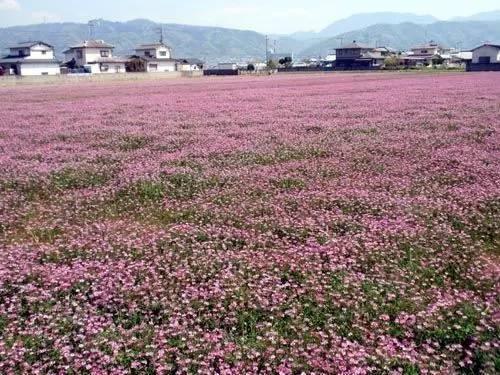 看著很好看的紫云英，紫云英基本介紹