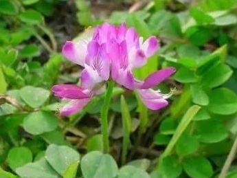 看著很好看的紫云英，紫云英基本介紹