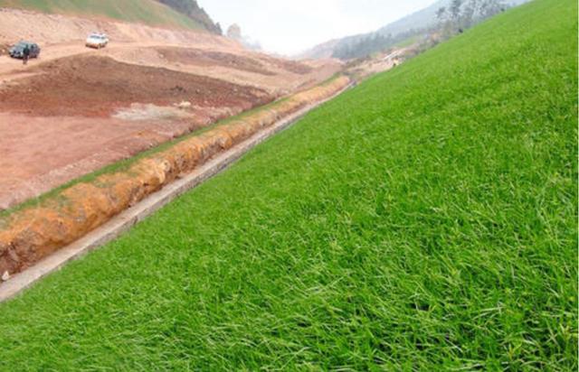 一次種植,多次收益的優質牧草——多年生黑麥草 一次種植,多次收益的優質牧草——多年生黑麥草