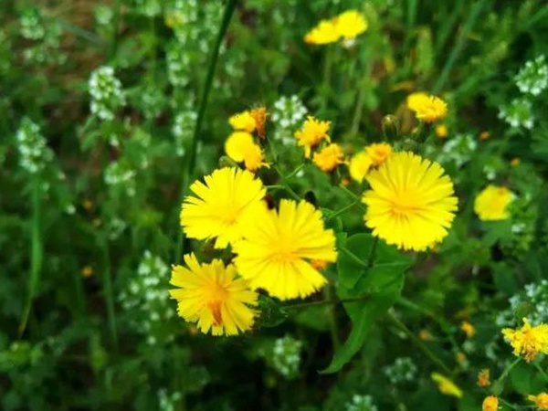 苦荬菜簡單介紹與營養(yǎng)價值 苦荬菜簡單介紹與營養(yǎng)價值