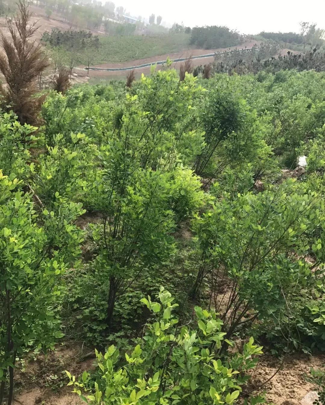 灌木種子—胡枝子基本介紹以及生態(tài)習(xí)性 灌木種子—胡枝子基本介紹以及生態(tài)習(xí)性