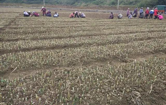 皇竹草養豬、喂雞可降低成本增加收入,栽培方法! 皇竹草養豬、喂雞可降低成本增加收入,栽培方法!