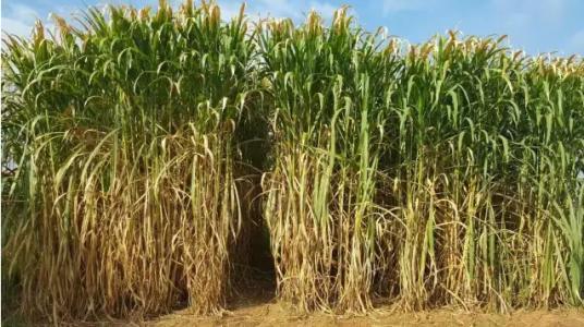 皇竹草的生長環境要求,種植特點分析 皇竹草的生長環境要求,種植特點分析