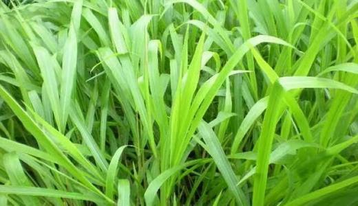 南方地區(qū)適宜種植的牧草---寬葉雀稗