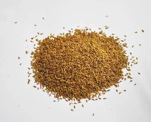 優(yōu)質草坪草——結縷草經濟價值與播種技術 優(yōu)質草坪草——結縷草經濟價值與播種技術