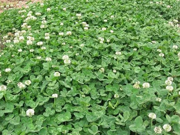 種植白三葉種子需要幾個步驟