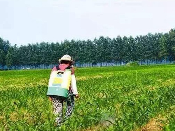 墨西哥玉米草出苗成活率是什么原因，怎么樣提高成活率？