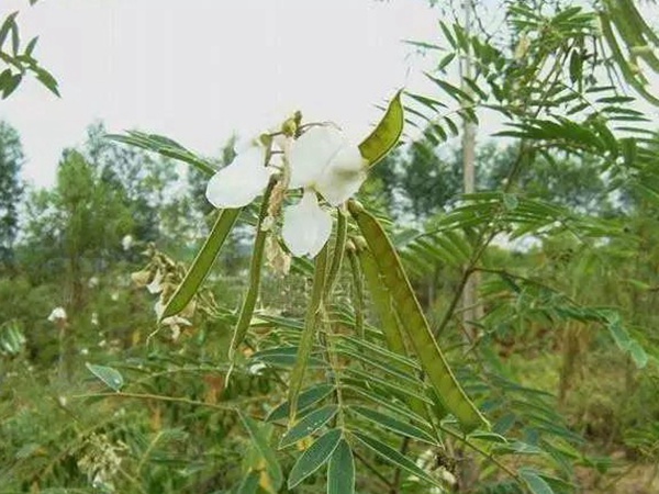 山毛豆繁殖方法以及習性特點 山毛豆繁殖方法以及習性特點