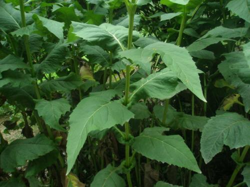 串葉松香草主要價(jià)值以及栽培技術(shù)介紹