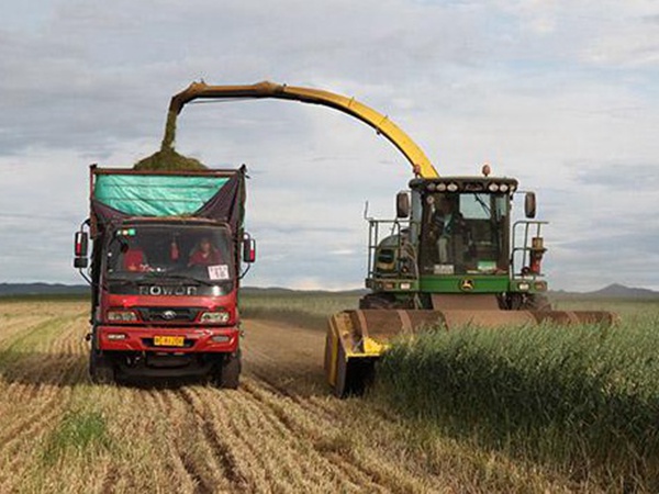 燕麥草種子挑選采收有哪些？栽培方法有哪些？