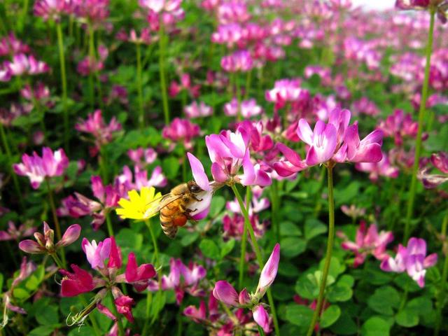 紫云英觀賞性價值高,作為飼料也有獨特的特點 紫云英觀賞性價值高,作為飼料也有獨特的特點