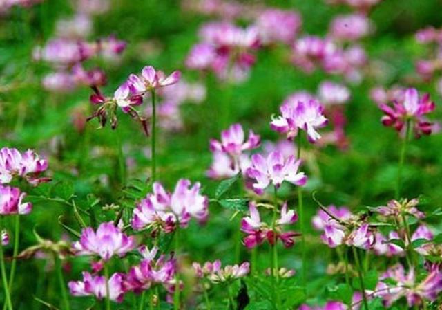 種植紫云英技巧方法，重視蟲害，要想產量高要注意的問題