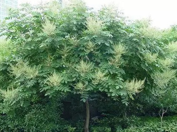 鹽膚木的種植栽培技術以及田間管理方法