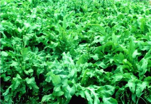 魯梅克斯的前景應用，主要特點是什么？