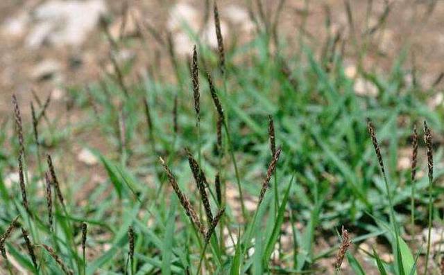 優(yōu)質草坪草——結縷草經濟價值與播種技術 優(yōu)質草坪草——結縷草經濟價值與播種技術