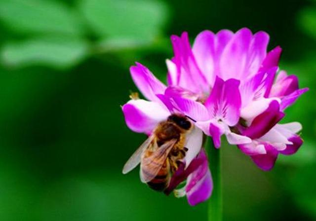 種植紫云英技巧方法，重視蟲害，要想產量高要注意的問題