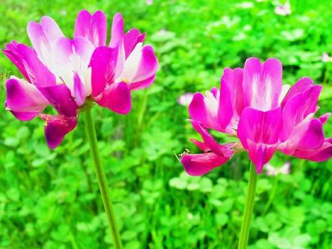 看著很好看的紫云英，紫云英基本介紹