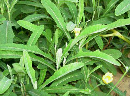 苦荬菜怎樣種植效果好?怎么種植可以高產量 苦荬菜怎樣種植效果好?怎么種植可以高產量