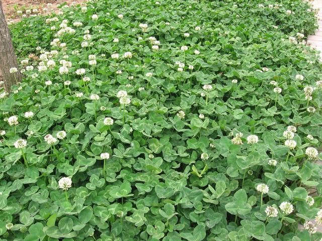 白三葉的播種前需要注意什么與管理方法