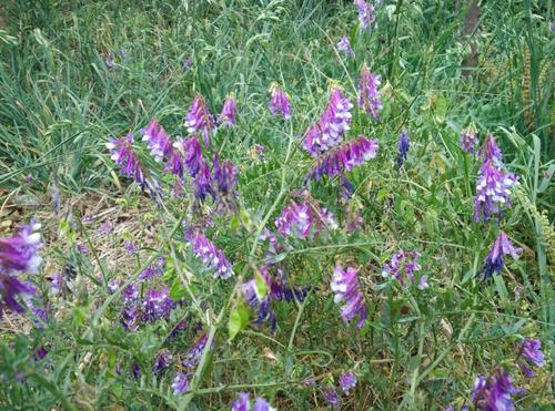 沙打旺種植氣候什么時候比較合適，有哪些需要注意的