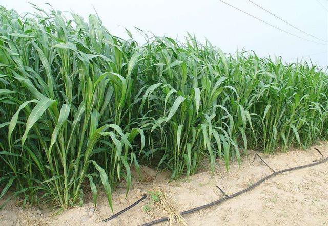 高丹草是優質的牧草，哪里有多年生的高丹草種子