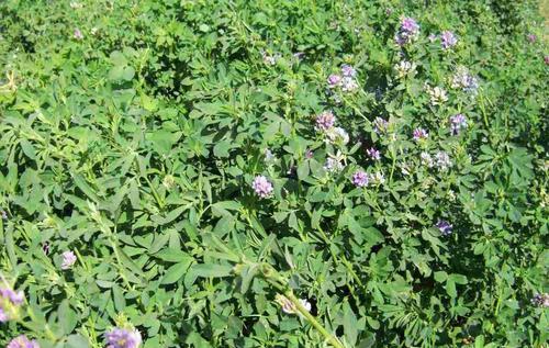 紫花苜蓿的市場批發價格以及播種方法 紫花苜蓿的市場批發價格以及播種方法