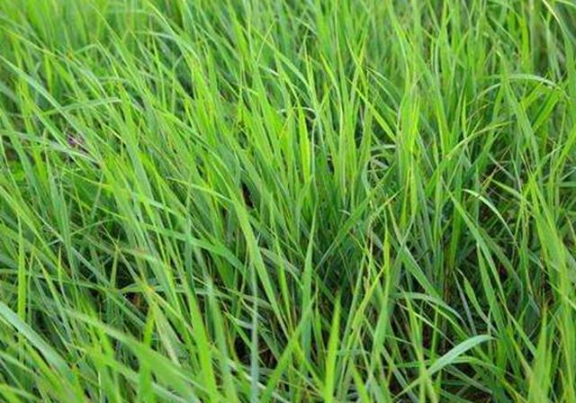 耐活堿草農作物,要知道它的生物特性,種植起來很簡單 耐活堿草農作物,要知道它的生物特性,種植起來很簡單